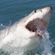 Illustration for article titled Record-Breaking Number of Women Watch Shark Week Because We Love Blood